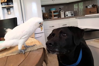 Cockatoo feeds Labrador