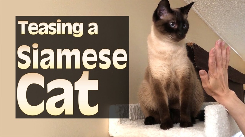 Teasing a Siamese