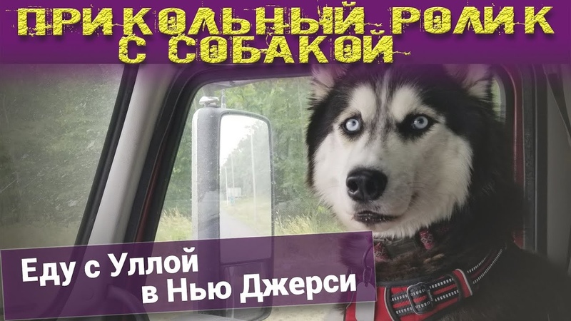Прикольный ролик с собакой. Еду с Уллой в Нью