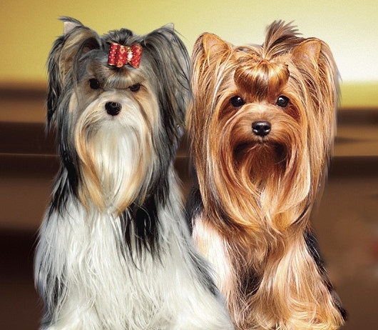 Бивер-йоркширский терьер. Бивер-йоркширский терьер отличие от йоркширского терьера. Бивер-йоркширский терьер темный. Бивер-йоркширский терьер темный. Бивер-йоркширский терьер.