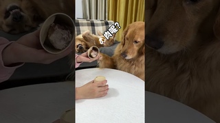 Duoduo: I can’t figure out where the meat is. The cute pet’s debut plan. Golden Retriever. The cute