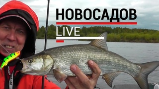 Жерех и окунь. Ловля на вибы (раттлины). #НовосадовLive