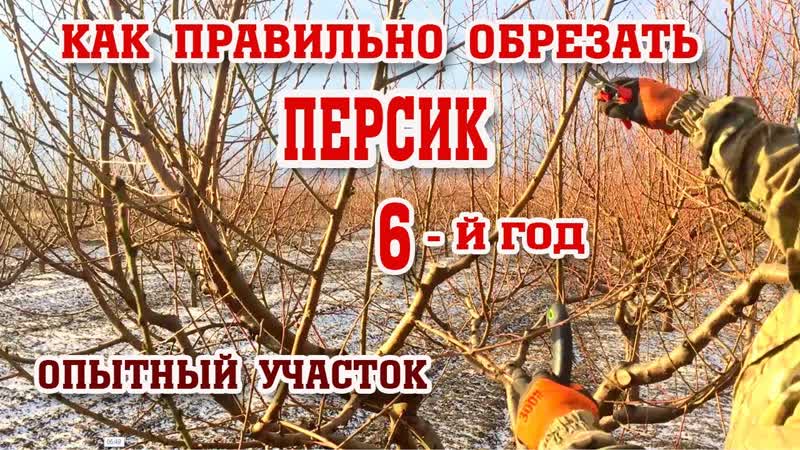 Правильная ОБРЕЗКА ПЕРСИКА, 6 год после посадки, опытный