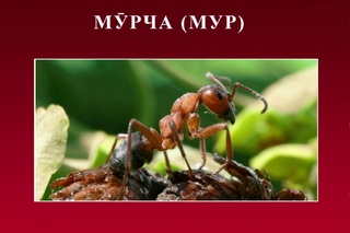 Канзи Шифо  -  МРЧА (МУР)
