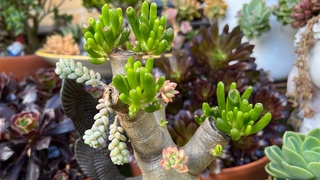 Pruning and Grafting Mixed Succulents in One Plant