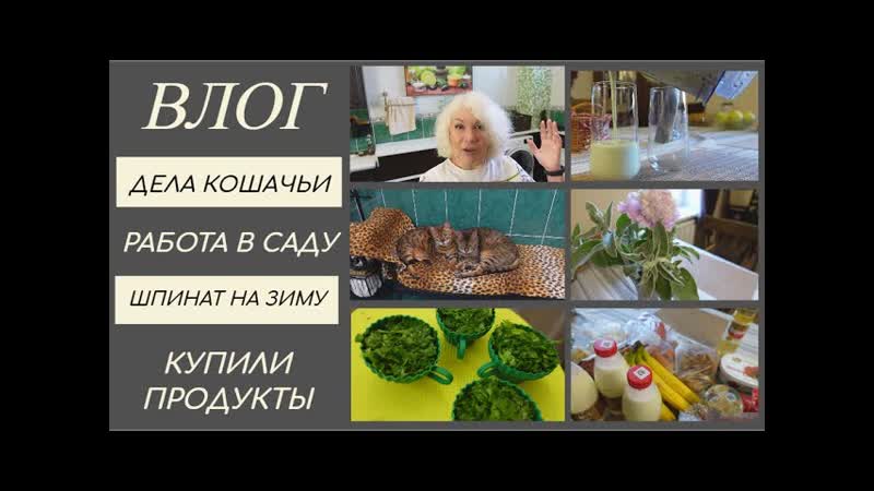 Дела кошачьи, Привожу в порядок клумбу, Заготовка шпината,