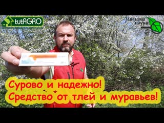 КОПЕЕЧНОЕ АПТЕЧНОЕ СРЕДСТВО ИЗГОНИТ МУРАВЬЕВ ОТКУДА НАДО! Забудете про тлей и муравьев НАДОЛГО!