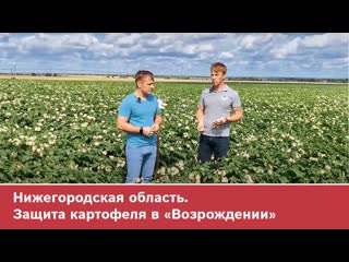 Нижегородская область. Защита картофеля в Возрождении
