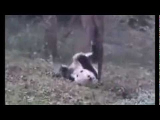 Teach Me How To Panda