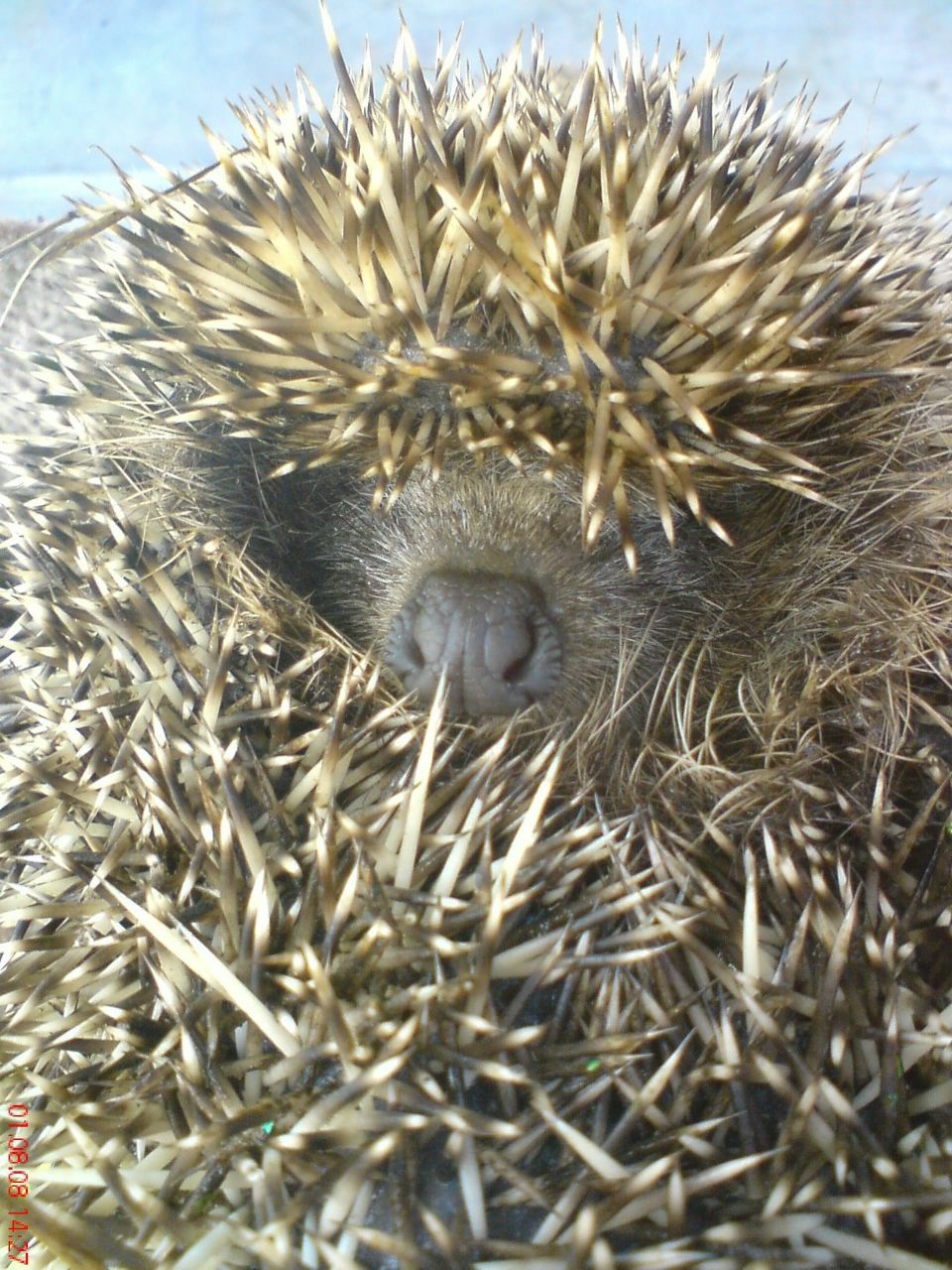 Андрей Чуб | 