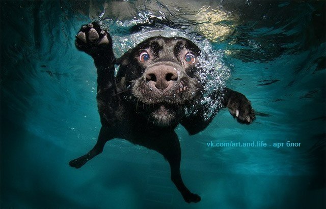 Анна Чищевая | Киев