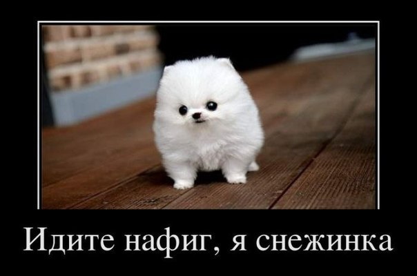 Анна Воронина | Санкт-Петербург