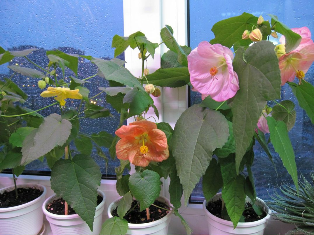 Светлана Серб | Санкт-Петербург