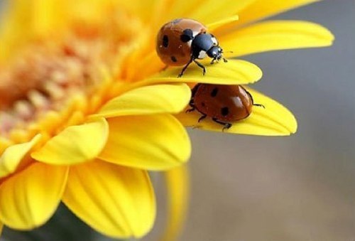 Марина Зверева Ml0 | Севастополь