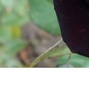 №141, Елена Ломакина, Wrocław №141, Елена Ломакина, Wrocław