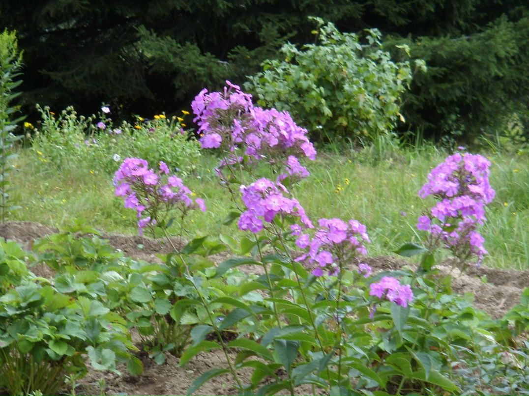 Ирина Панишева | Петрозаводск