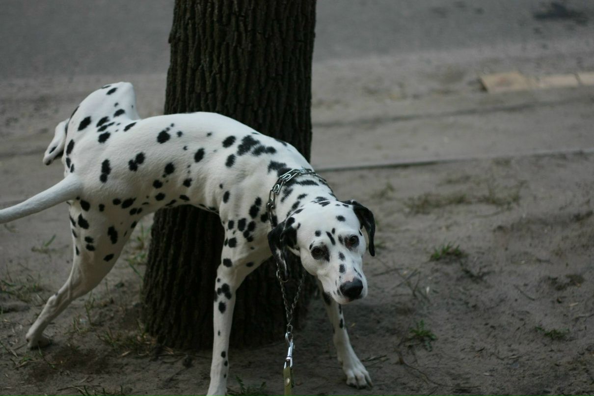 Славик Аджигитов | Москва
