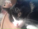 Фотография Котэ Котэ