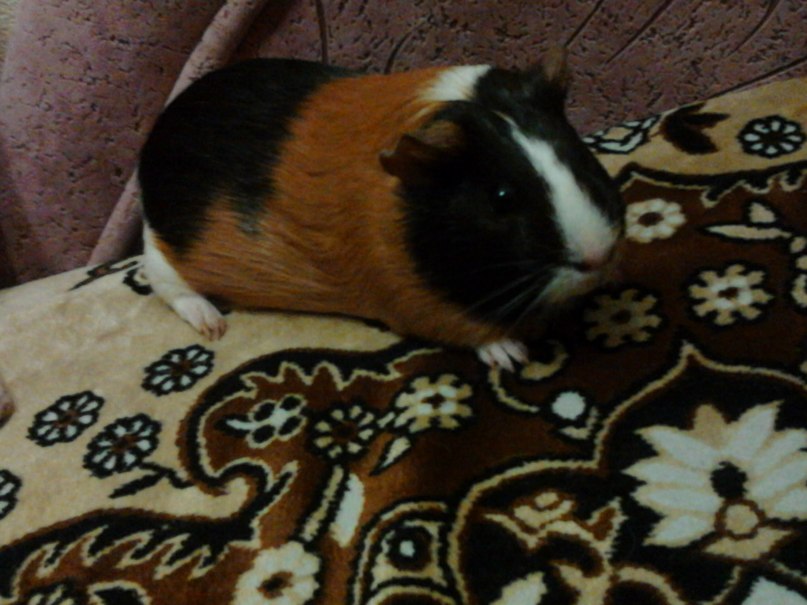 Танюшка Волкова ) | Нижний Новгород