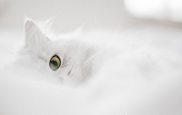 Софья Викентьева | Новосибирск