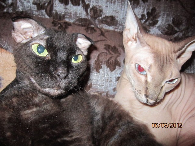 Елена Шишлова | Черкассы