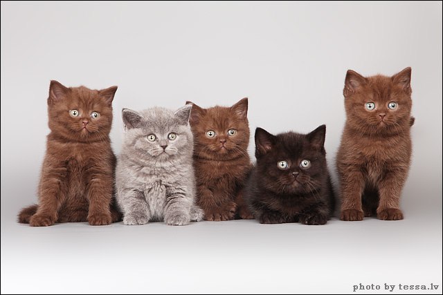 Наталия Щепина *V_i_V_a* | 