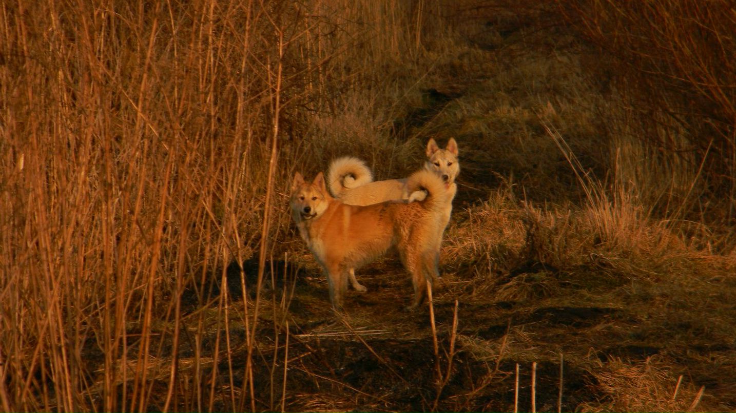 Sasha Goncharuk | Madrid