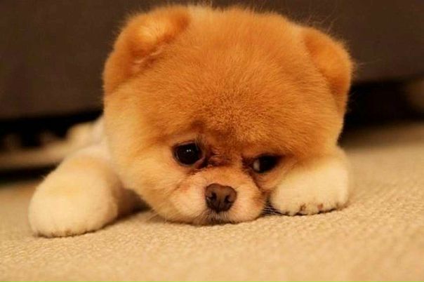 №4, Princess-Of Monako, Махачкала №4, Princess-Of Monako, Махачкала