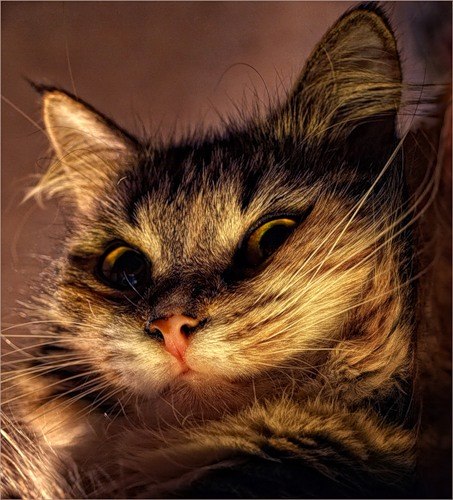 Надежда Жадовская | Санкт-Петербург