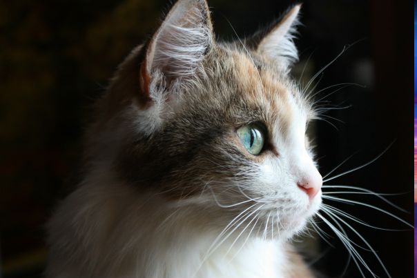 №3, Николай Пугач, Обнинск, Россия №3, Николай Пугач, Обнинск, Россия