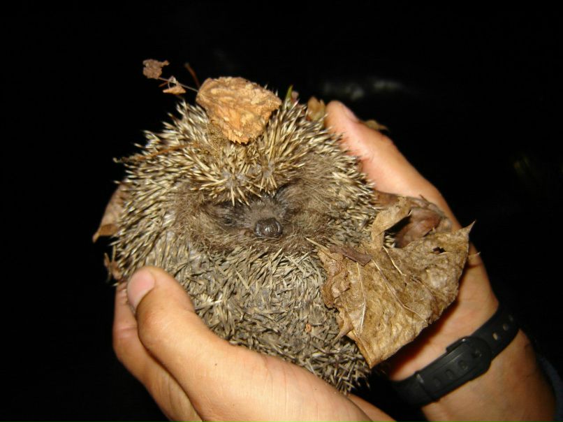 Агван Железнов | Санкт-Петербург