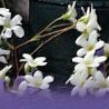 №43, Наталия Корнеева, Житомир №43, Наталия Корнеева, Житомир