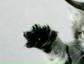 Анатолий Пивнов | Искитим