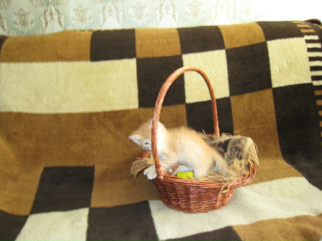 Павел Сдобнов | Москва