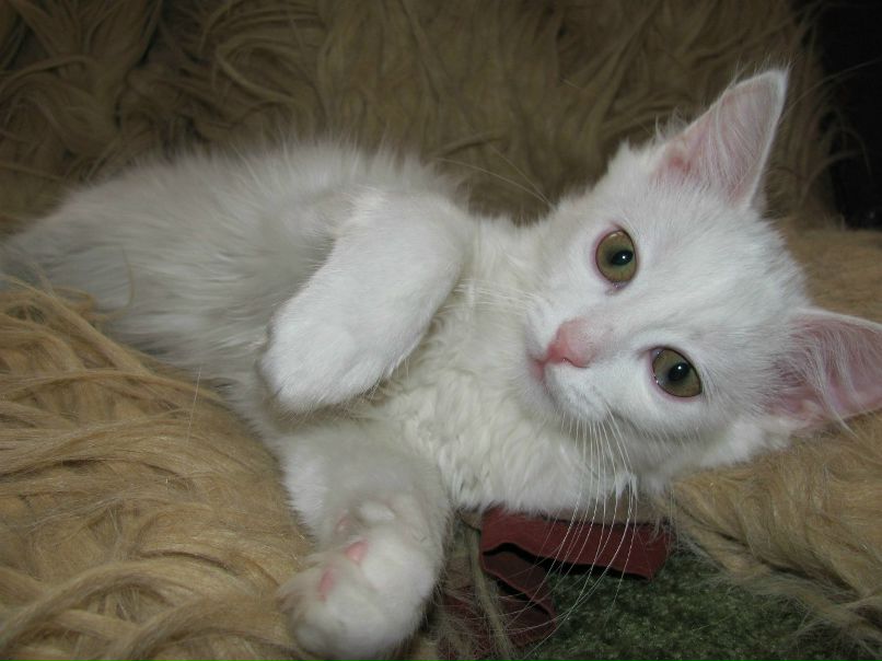 Анастасия Кузнецова ˜”*°•Кузя•°*”˜ | Ялта