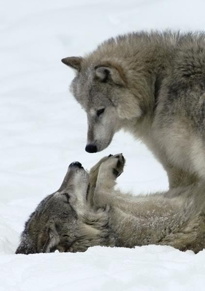 Маринка Ляшенко Funky Monkey | Кропивницкий / Кировоград