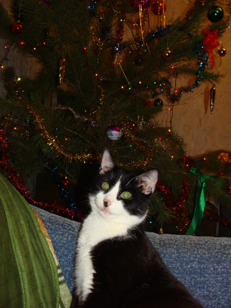 Елена Борт | Запорожье