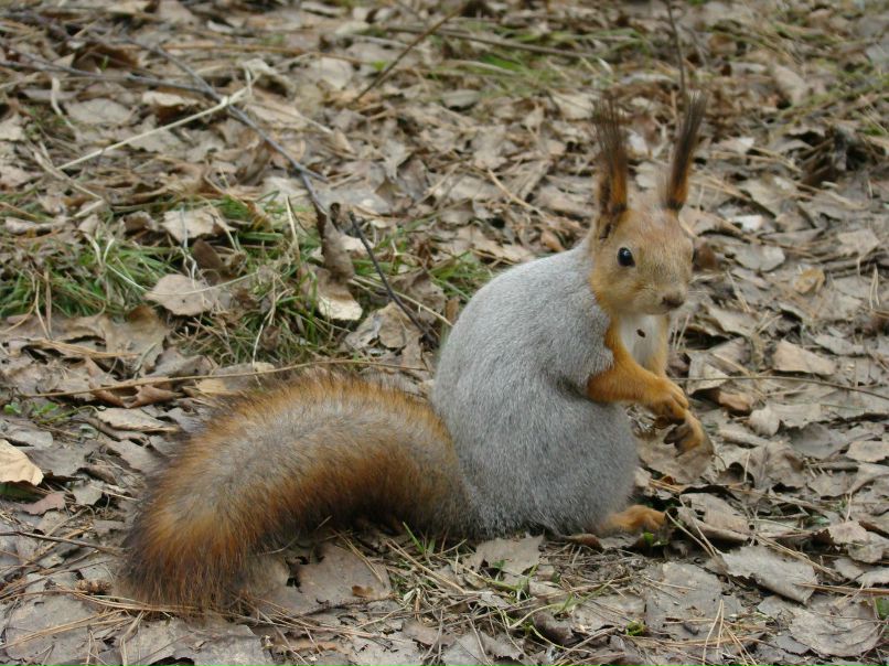 Наталья Забелина | Красноярск