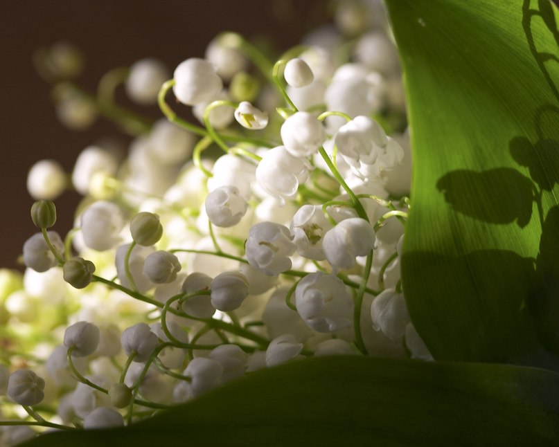 Екатерина Пегета | Киев