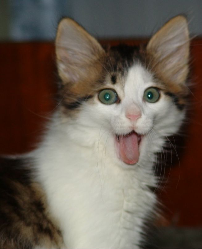 Мася Посохова | Сумы