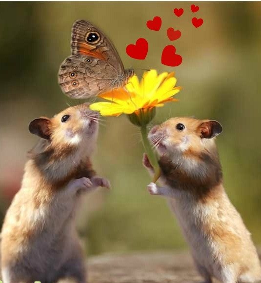 Анна Смолянинова АИНИ | Новодвинск