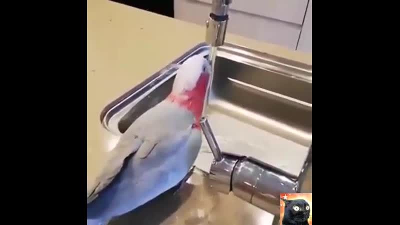 А я думаю, откуда за воду долги