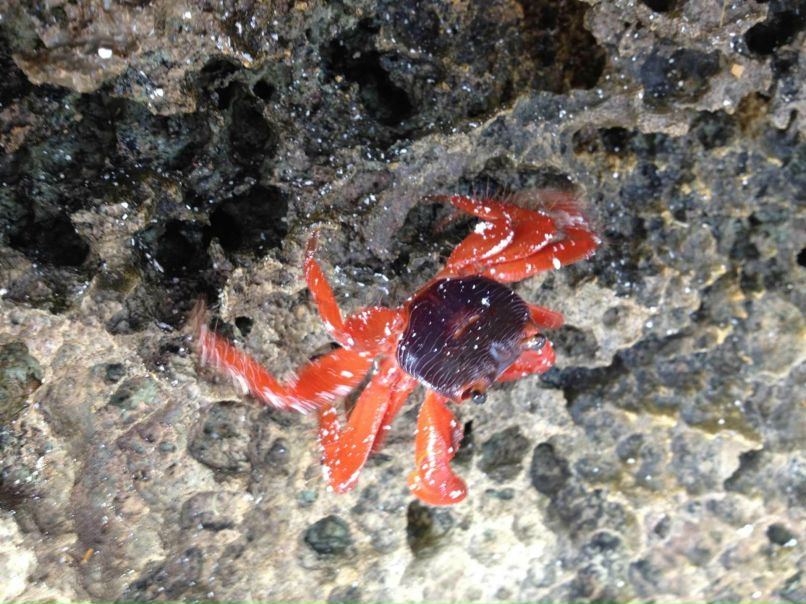 Demetry Liuntou | Могилёв