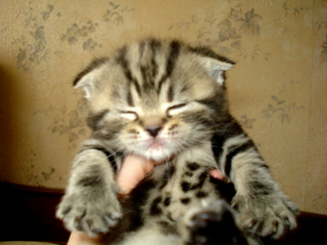 Таисия Пересыпайло | Ростов-на-Дону