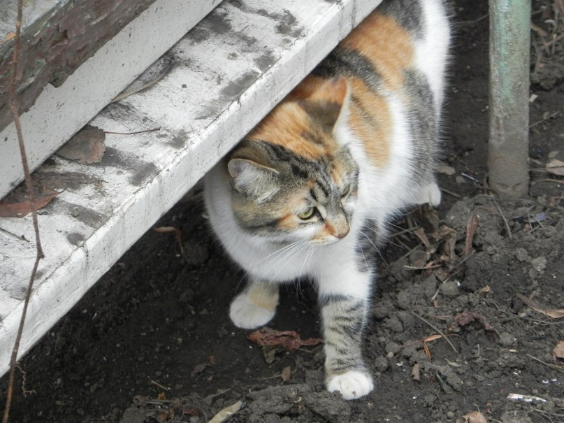 Татьяна Дёмина | Кривой Рог