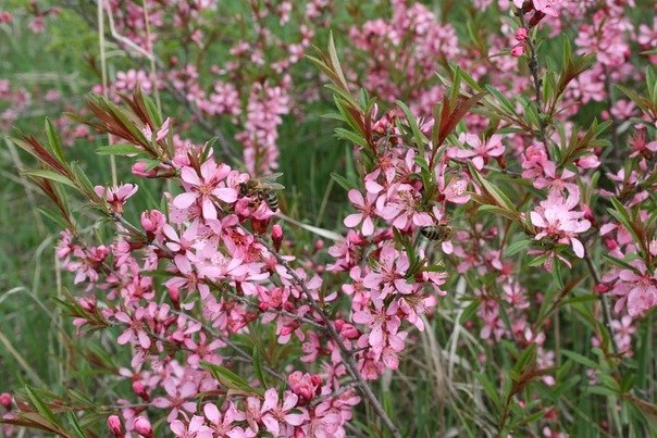 Денис Карасев | Чертково