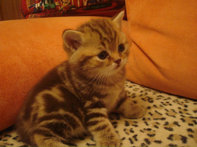 Лариса Дмитрук | Саратов