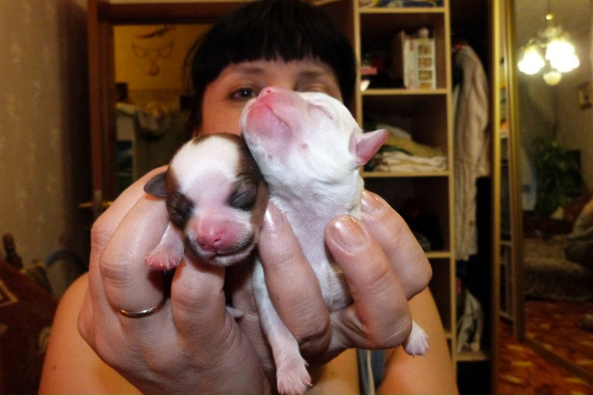 Dar Jah | Санкт-Петербург