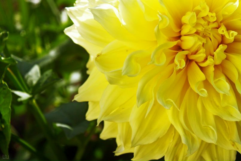 Виталий Шпинёв | Домодедово