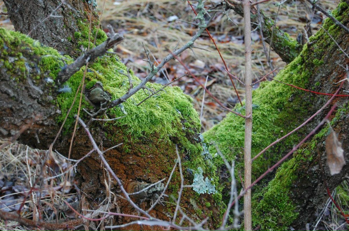 Константин Смирнов Александрович | Санкт-Петербург